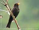 Black Thrush