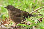 Mountain Thrush