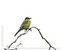 Couch's Kingbird