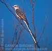 Scissor-tailed Flycatcher