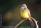 Tropical Kingbird