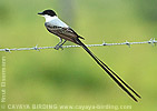 Fork-tailed Flycatcher