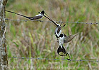 Fork-tailed Flycatcher