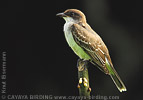 Eastern Kingbird