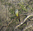 Western Kingbird