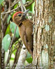 Smoky-brown Woodpecker