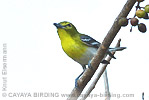 Yellow-throated Vireo