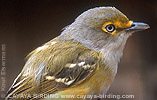 White-eyed Vireo