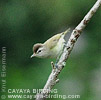 Brown-capped Vireo