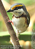 Chestnut-sided Shrike-Vireo