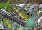 Mangrove Vireo