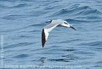 Sabine's Gull