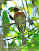 Belted Flycatcher