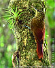 Spotted Woodcreeper