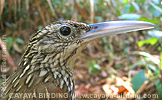 Ivory-billed Woodcreeper