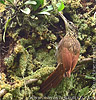 Ivory-billed Woodcreeper