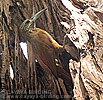 Strong-billed Woodcreeper