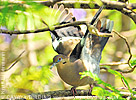 White-winged Dove