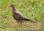 Mourning Dove