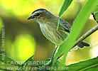 Paltry Tyrannulet