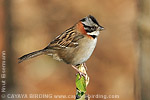 Rufous-collared Sparrow