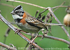 Rufous-collared Sparrow