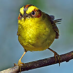 Golden-browed Warbler (Basileuterus belli)