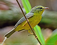 Golden-crowned Warbler (Basileuterus culicivorus)