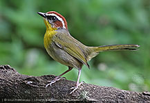 Rufous-capped Warbler (Basileuterus rufifrons rufifrons)