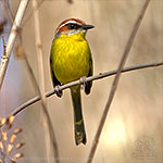 Rufous-capped Warbler (Basileuterus rufifrons salvini)