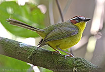 Chestnut-capped Warbler (Basileuterus delatrii)