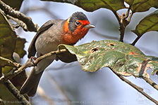 Red-faced Warbler (Cardellina rubrifrons)