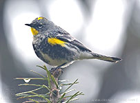 male Audubon's Warbler (Setophaga auduboni)