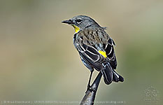 female Audubon's Warbler (Setophaga auduboni)