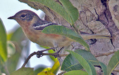 Bay-breasted Warbler (Setophaga castanea)