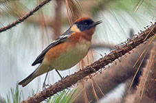 Bay-breasted Warbler (Setophaga castanea)