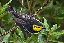 Male Golden-cheeked Warbler (Setophaga chrysoparia)