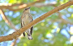 Immature Myrtle Warbler (Setophaga coronata)