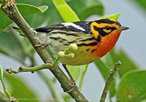 Blackburnian Warbler (Setophaga fusca)