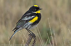 Male Goldman's Warbler (Setophaga goldmani)