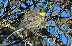 Female Goldman's Warbler (Setophaga goldmani)