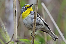 Grace's Warbler (Setophaga graciae)