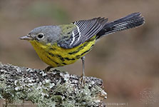 Magnolia Warbler (Setophaga magnolia)