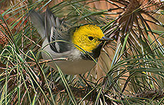 Hermit Warbler (Setophaga occidentalis)