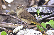 Palm Warbler (Setophaga palmarum)