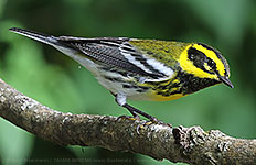 Male Townsend's Warbler (Setophaga townsendi)