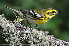 Female Townsend's Warbler (Setophaga townsendi)