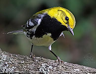 Male Black-throated Green Warbler (Setophaga virens)