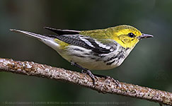 Female Black-throated Green Warbler (Setophaga virens)