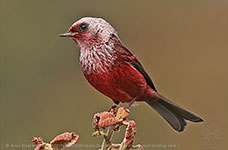 Pink-headed Warbler (Cardellina versicolor)